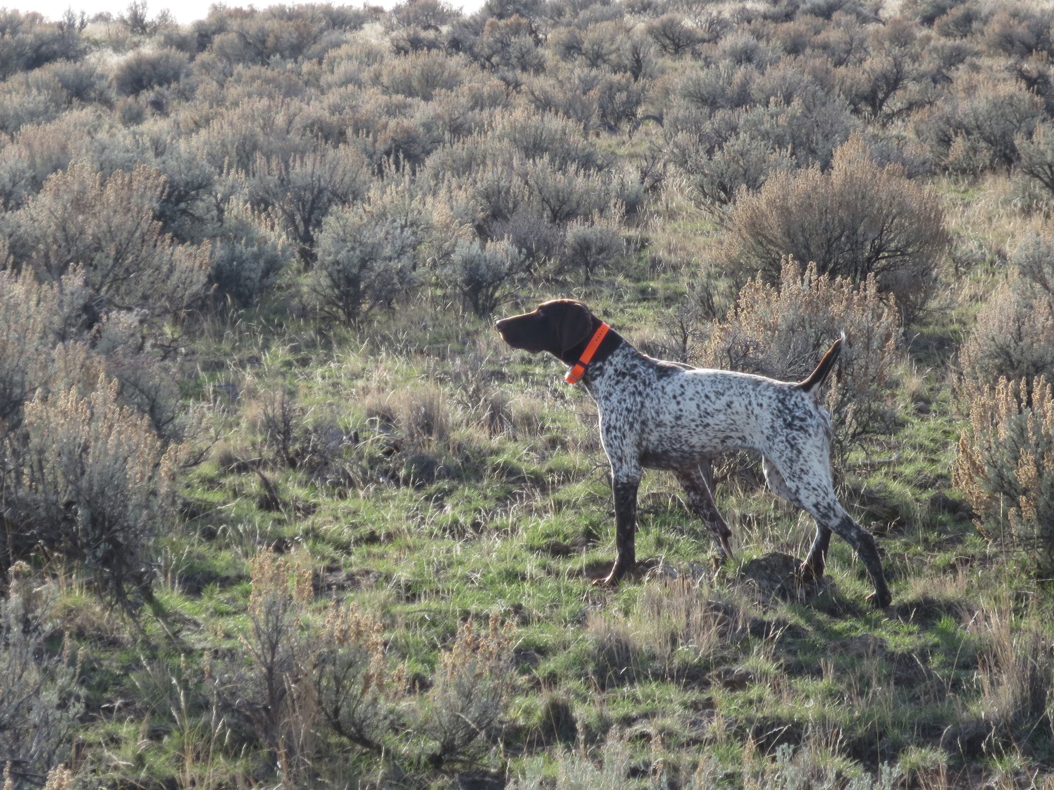 GSP of Idaho