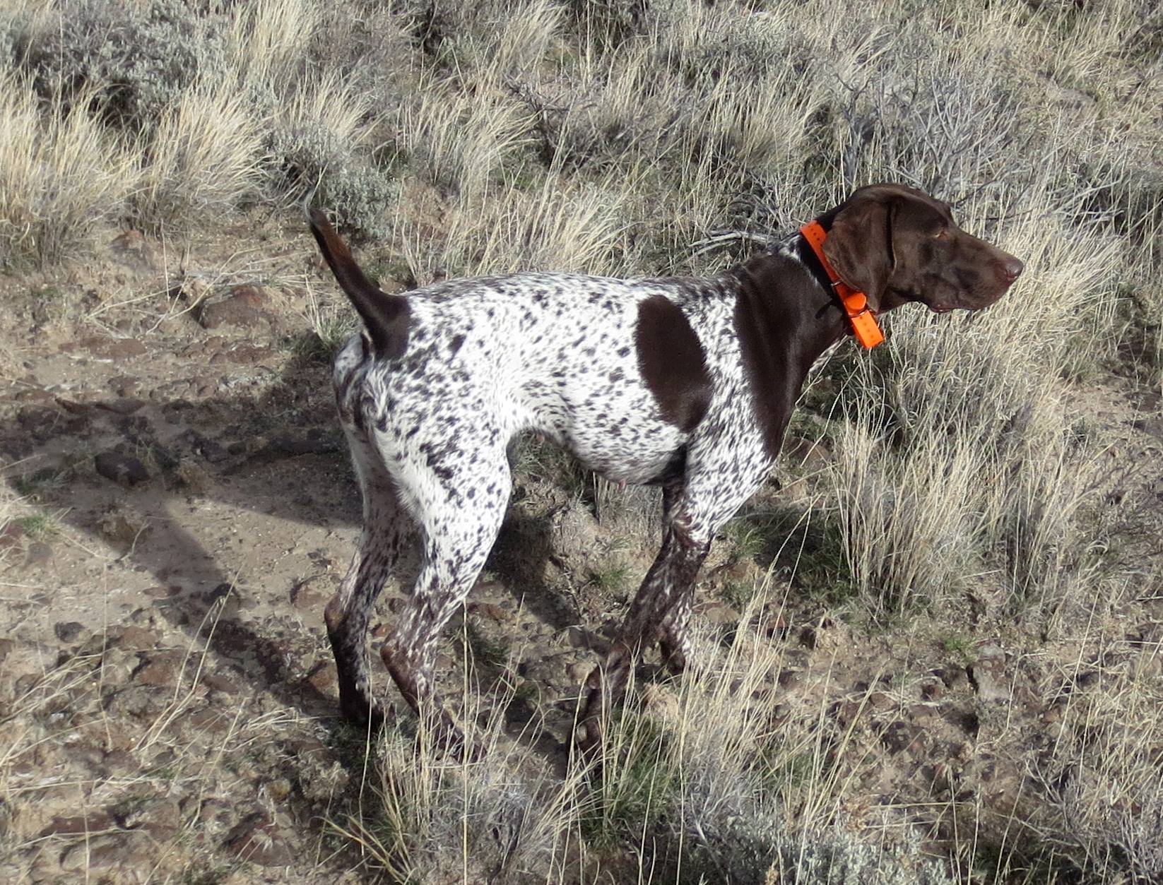 Bird Dog Idaho