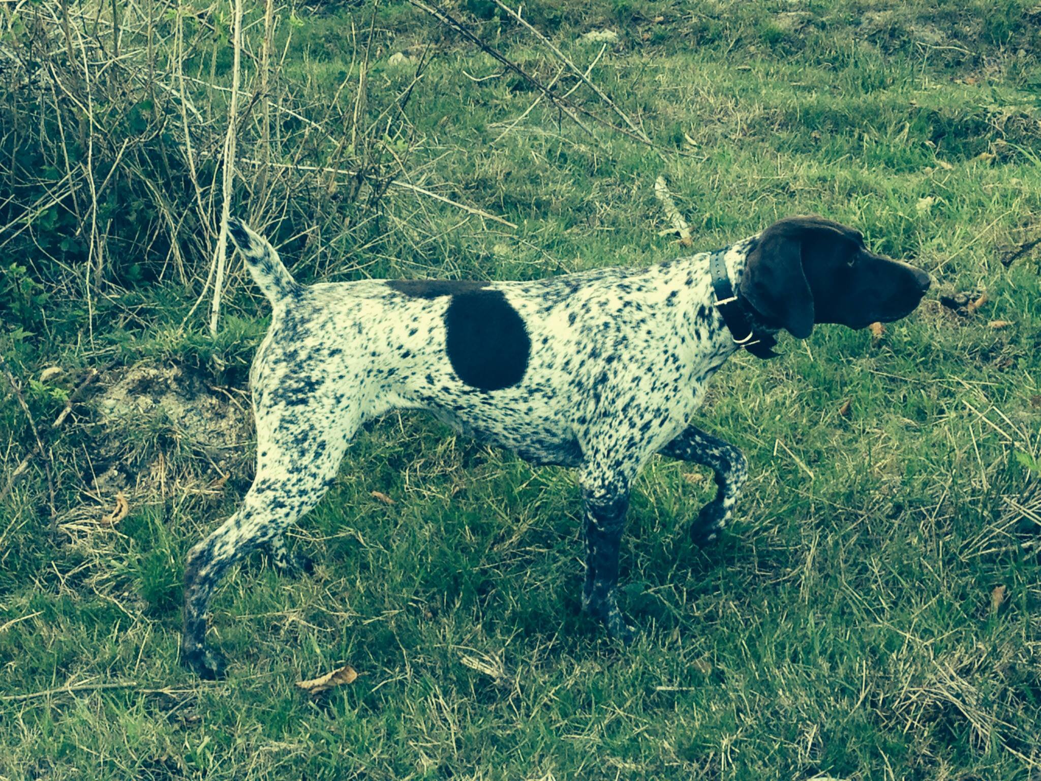 Pacific NW bird dogs