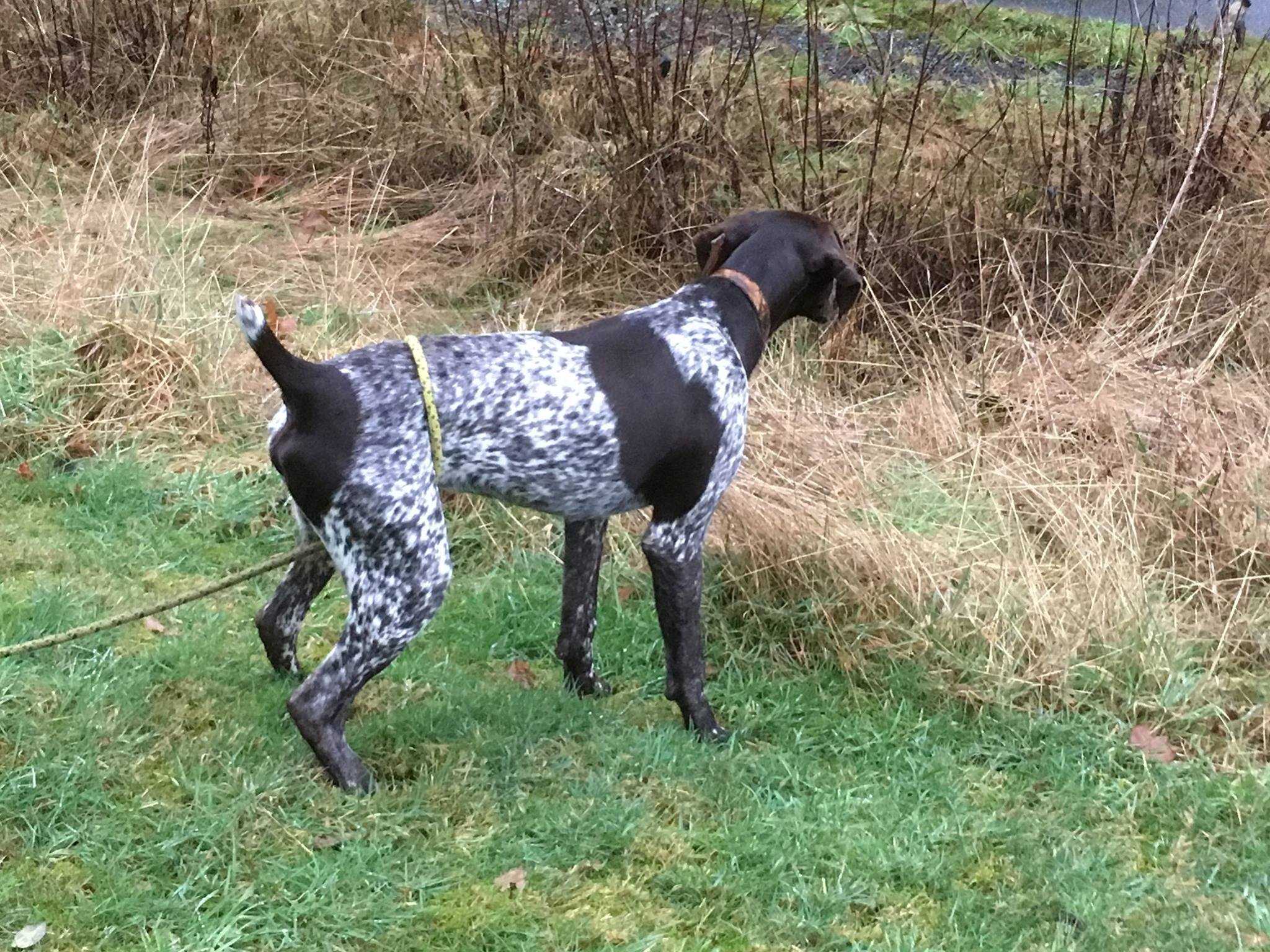 Training bird dog