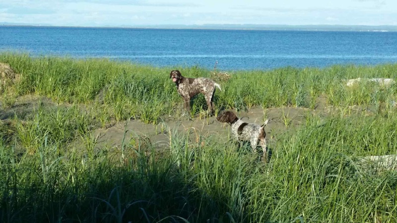 Beach dogs