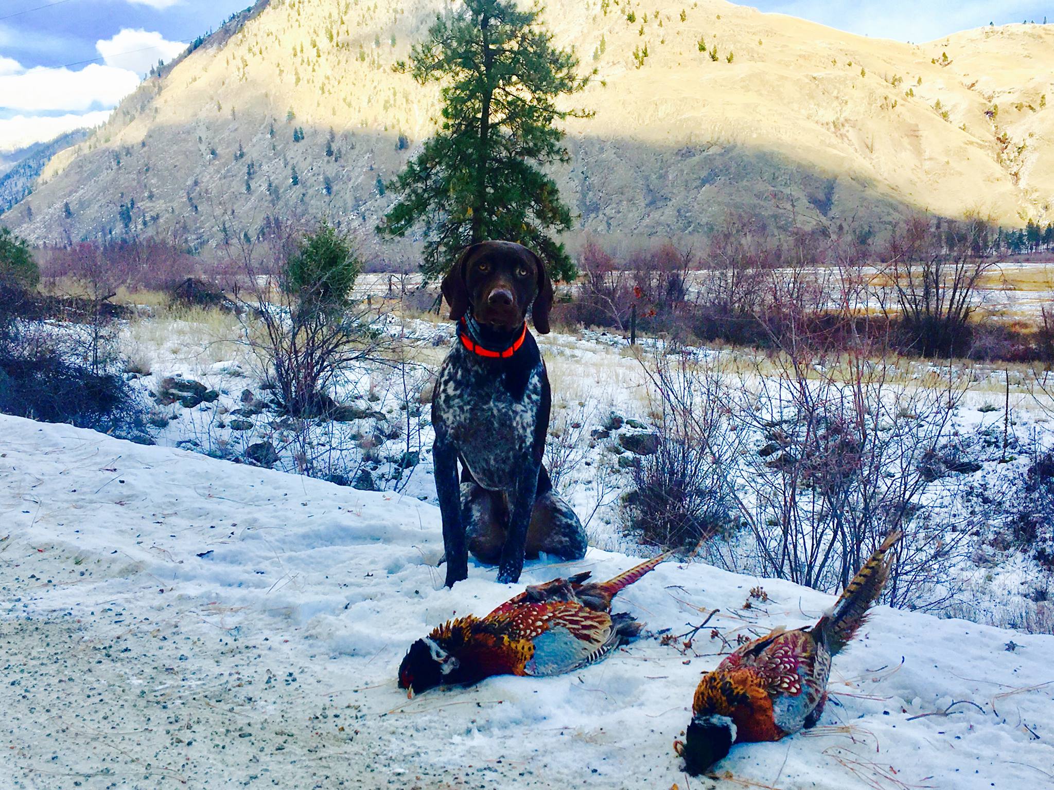 WA Pheasant dog