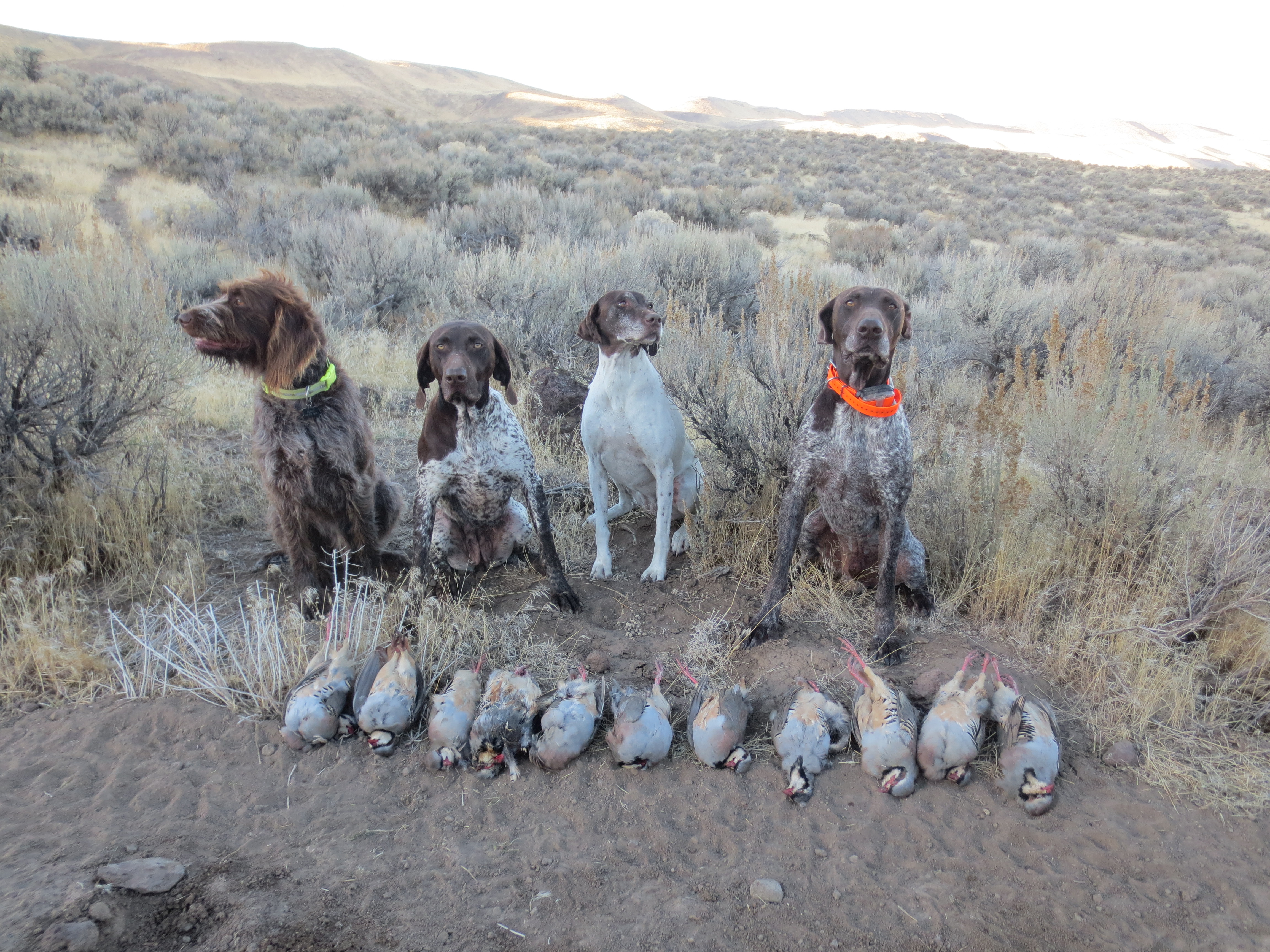 Oregon Chukar