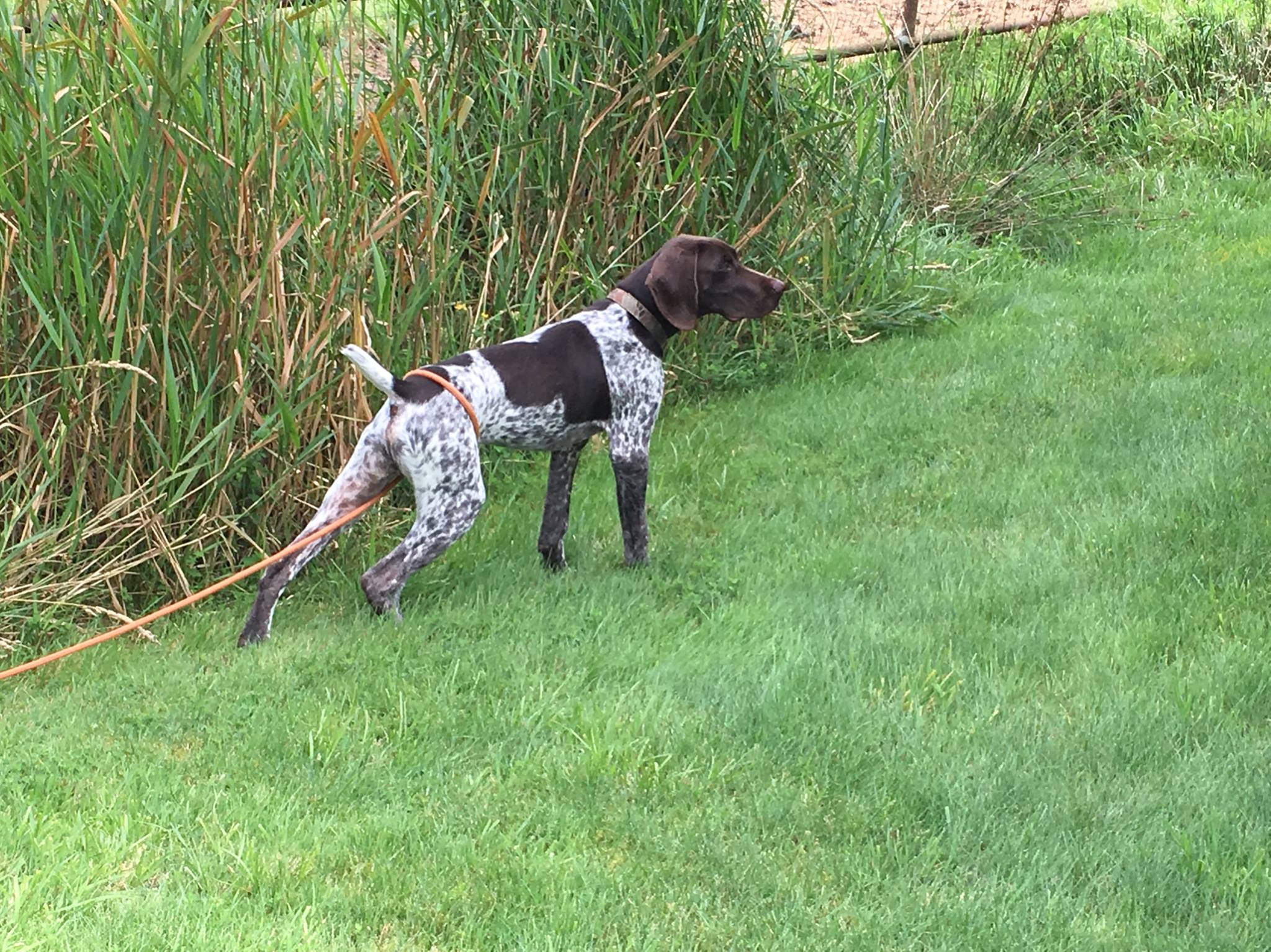 Washington Bird hunter