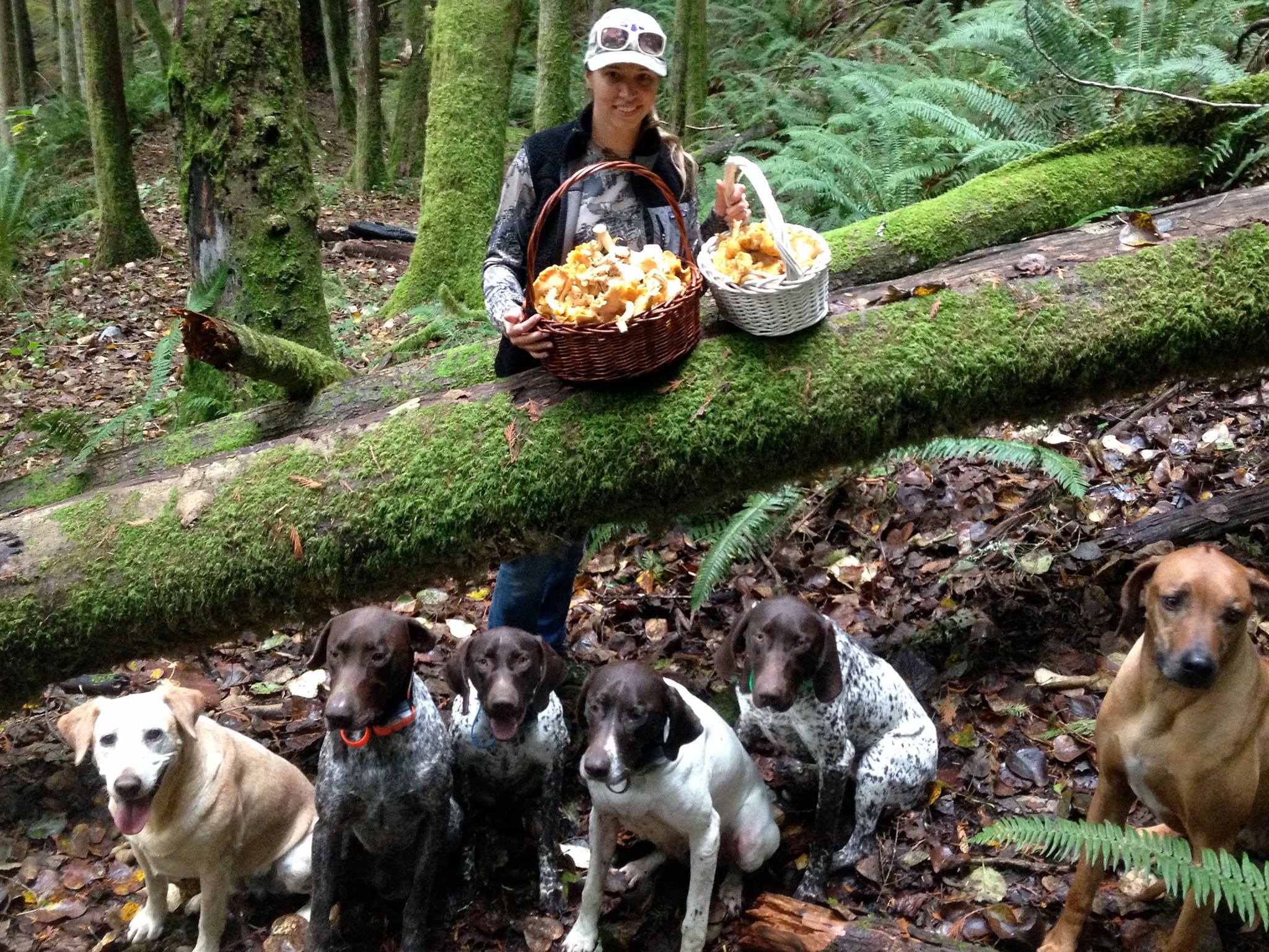 Foraging Dogs