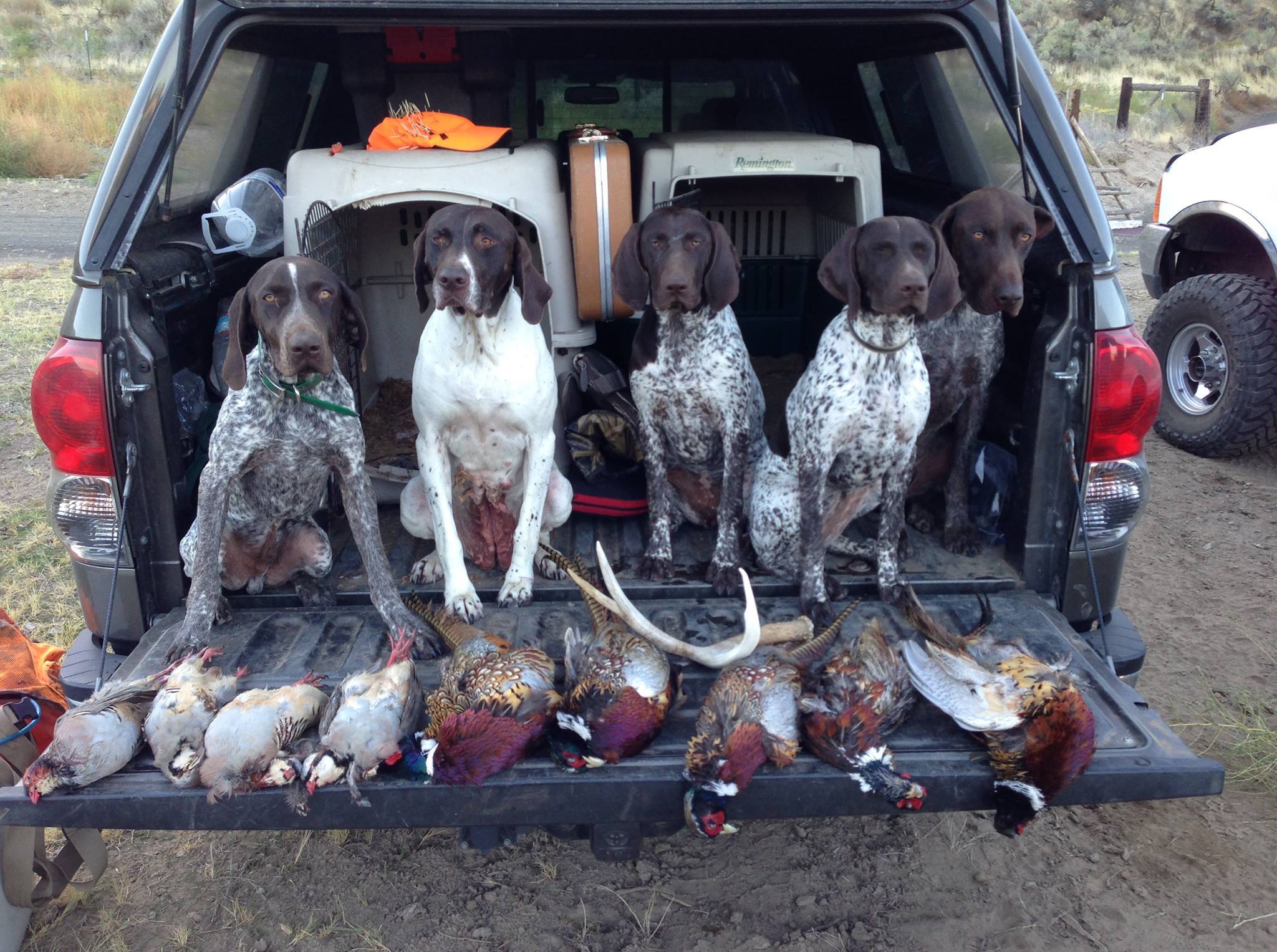 Oregon pheasant hunting GSP