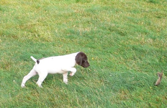 puppy pointing