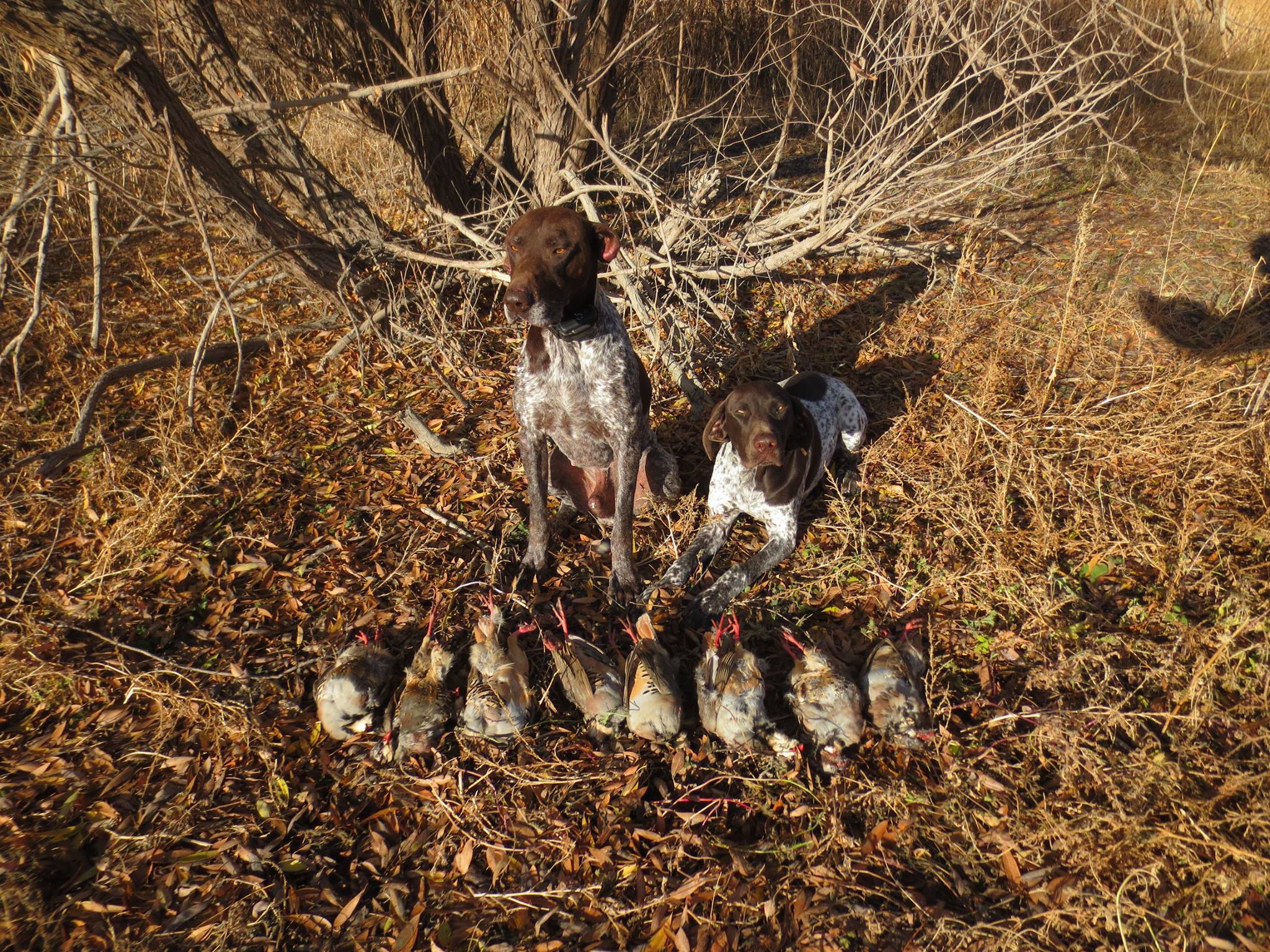 German Shorthair ORegon