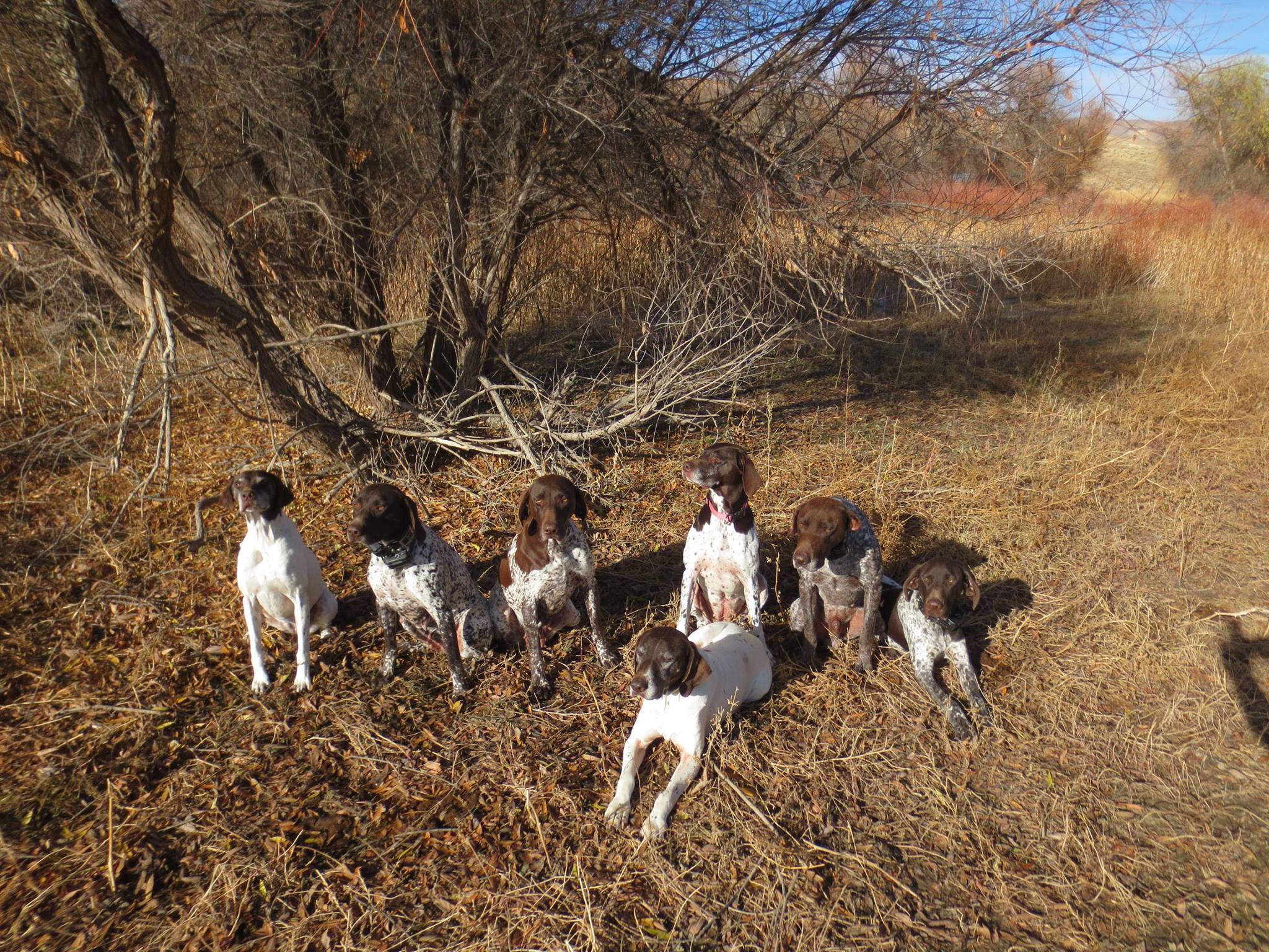 Chukar hunting dogs