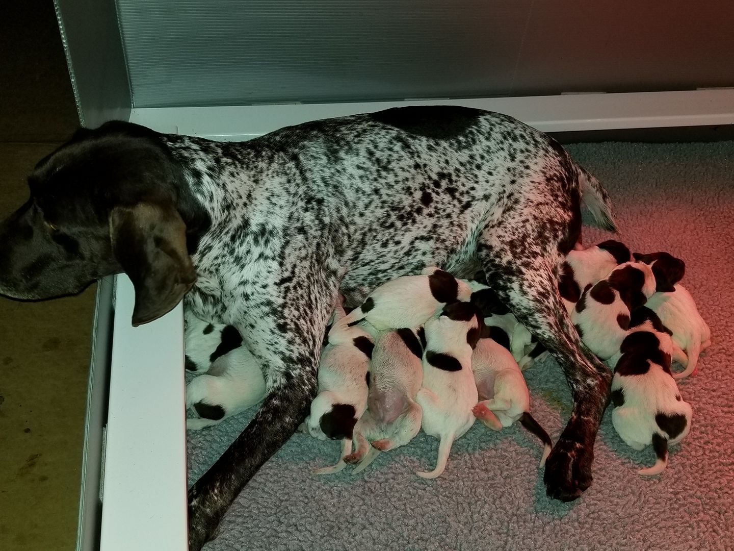 WA bird dog puppies