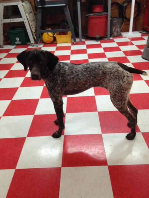 Family dogs gsp