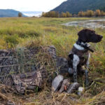 German Shorthair as a duck dog.