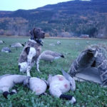 German Shorthair retrieving geese