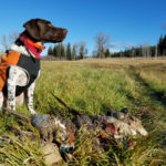 British Columbia Pheasant Hunting Pointer