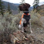 British Columbia Chukar Hunting Dog