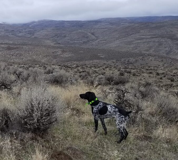 Black Roan GSP