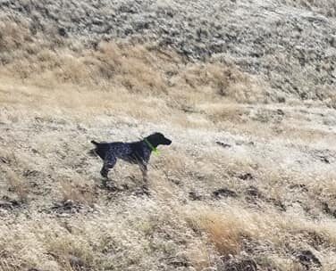 GSP Hunting Dogs backing