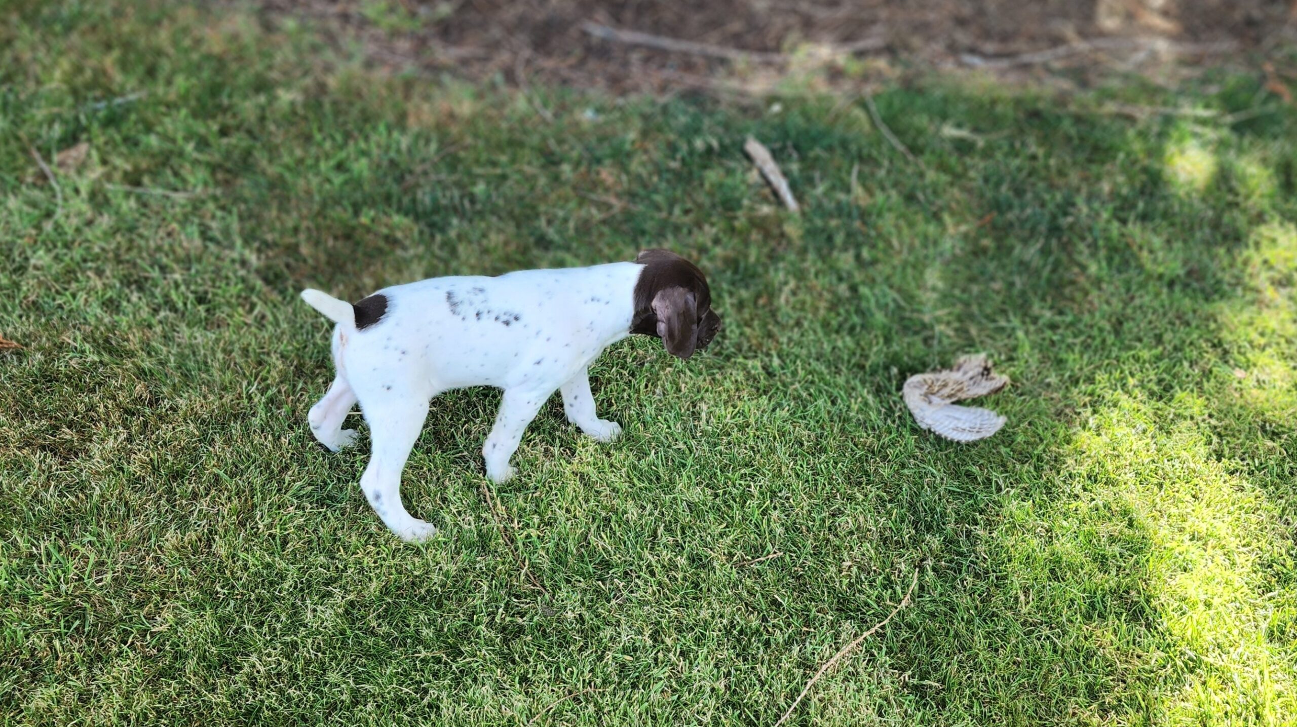 Oregon Gun Dog