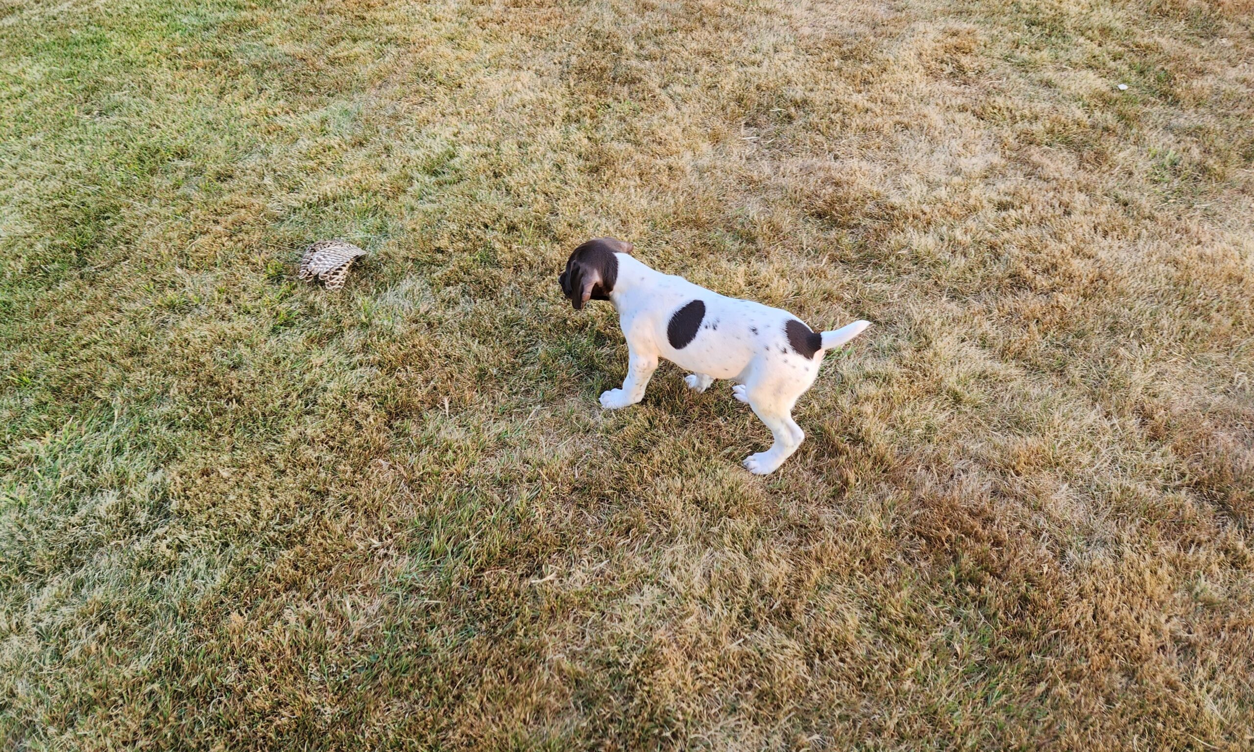 Liver and White GSP Puppy