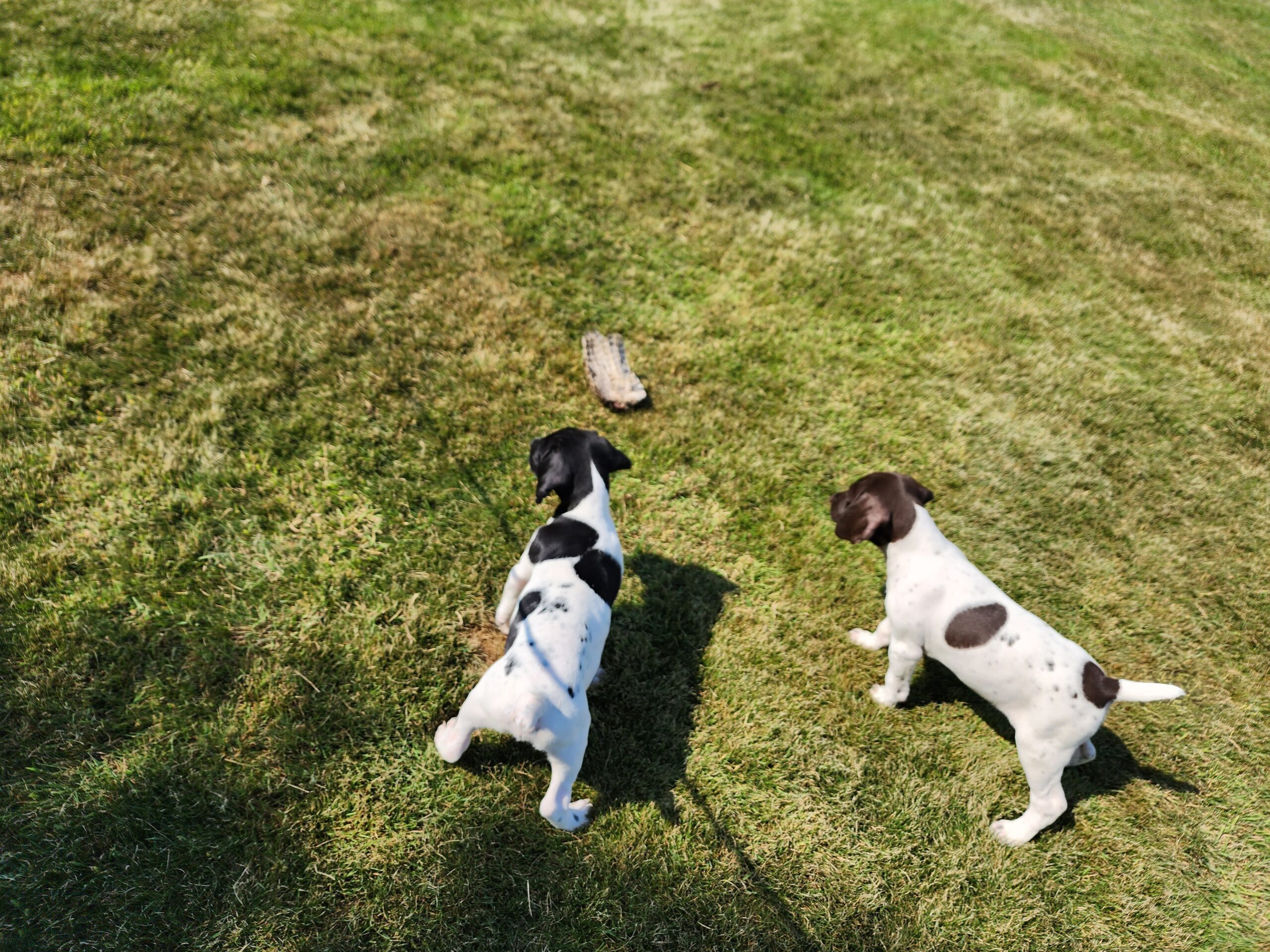 Puppies Pointing