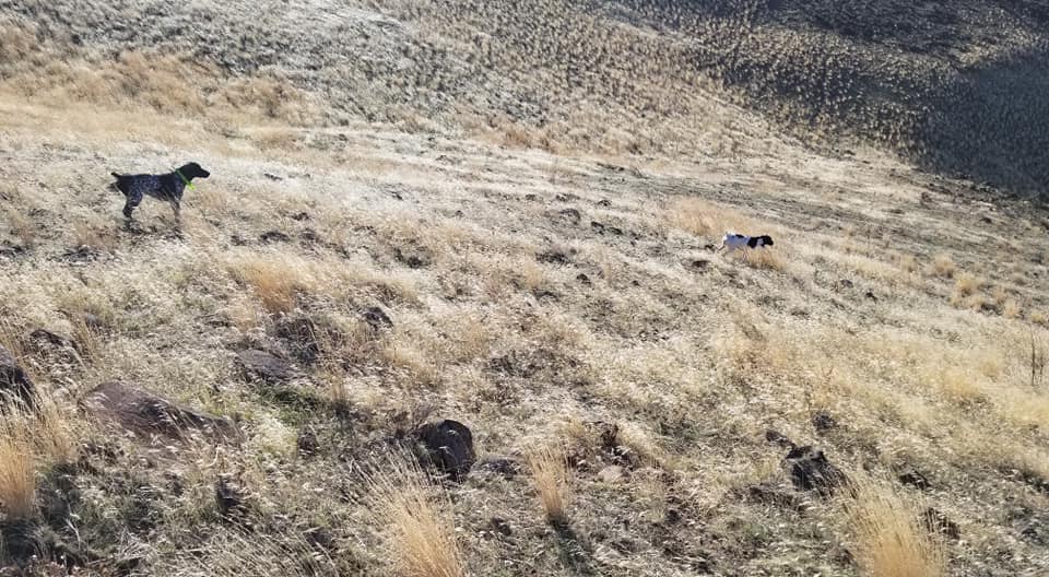 Long range chukar point