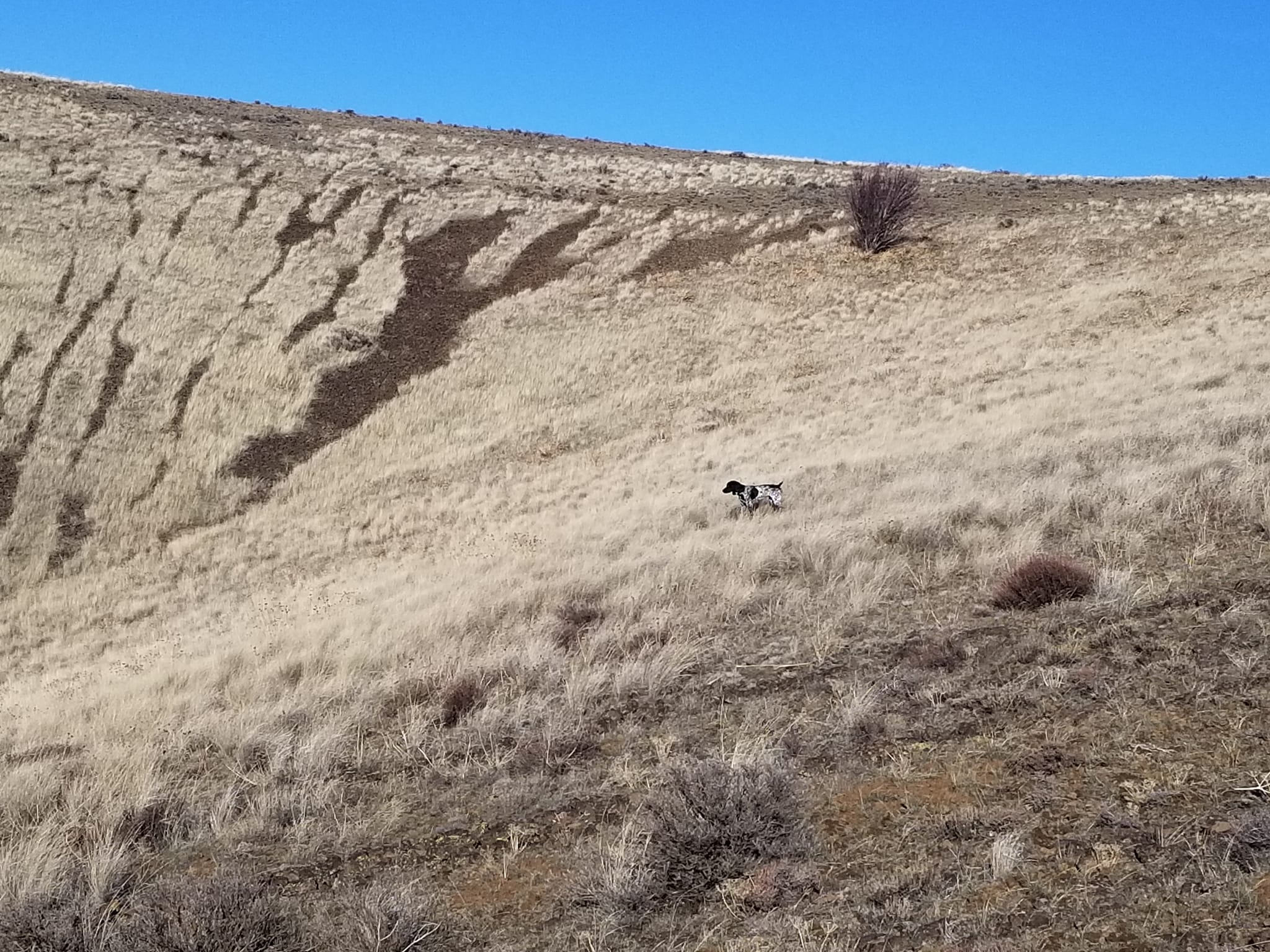 Yakima bird dog