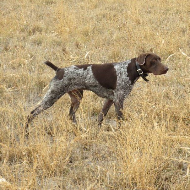 South Dakota Pheasants