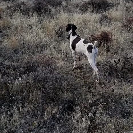 Chukar Hunting GSP